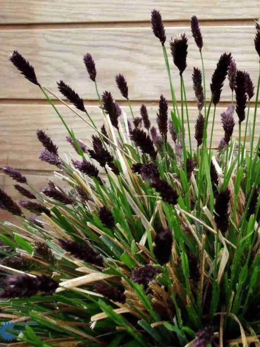 Сеслерия черноцветковая