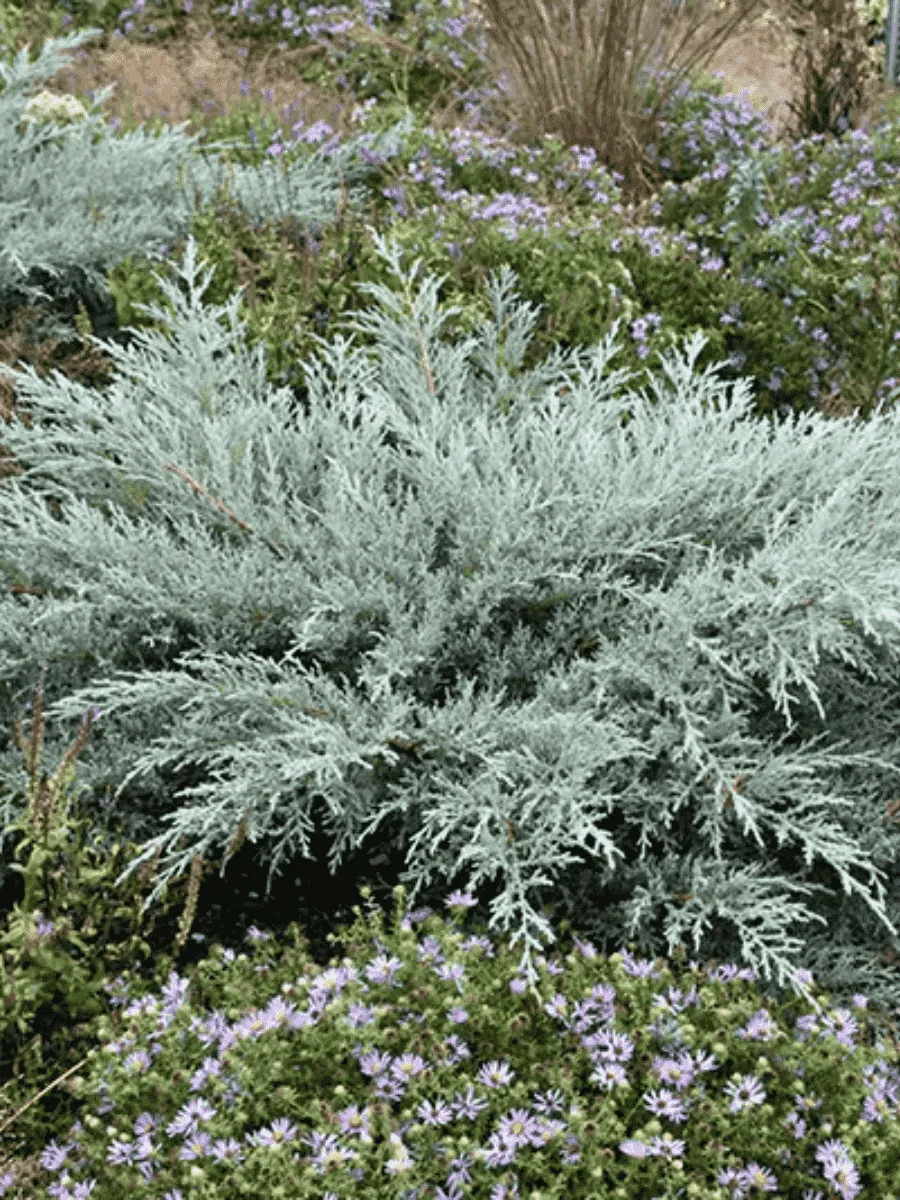 Можжевельник виргинский Grey Owl