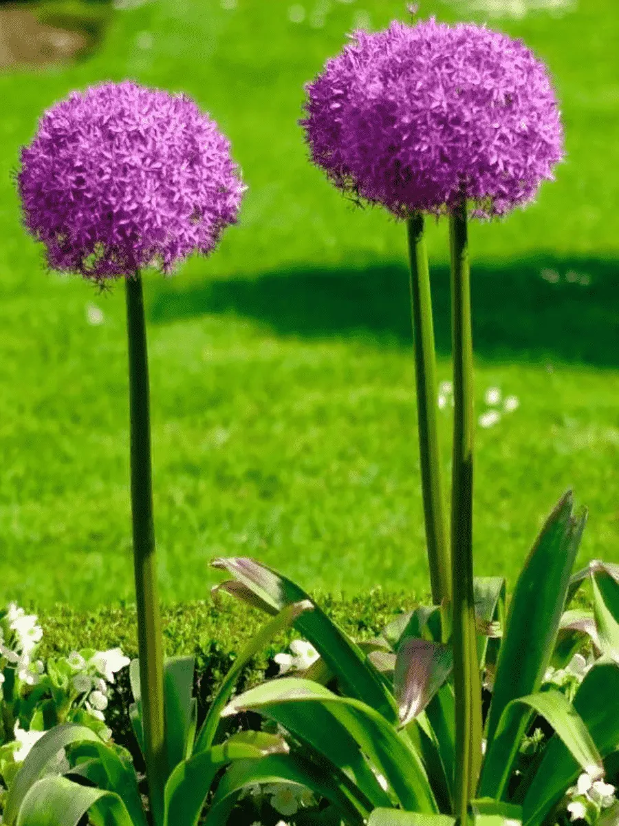 Лук декоративный Giganteum