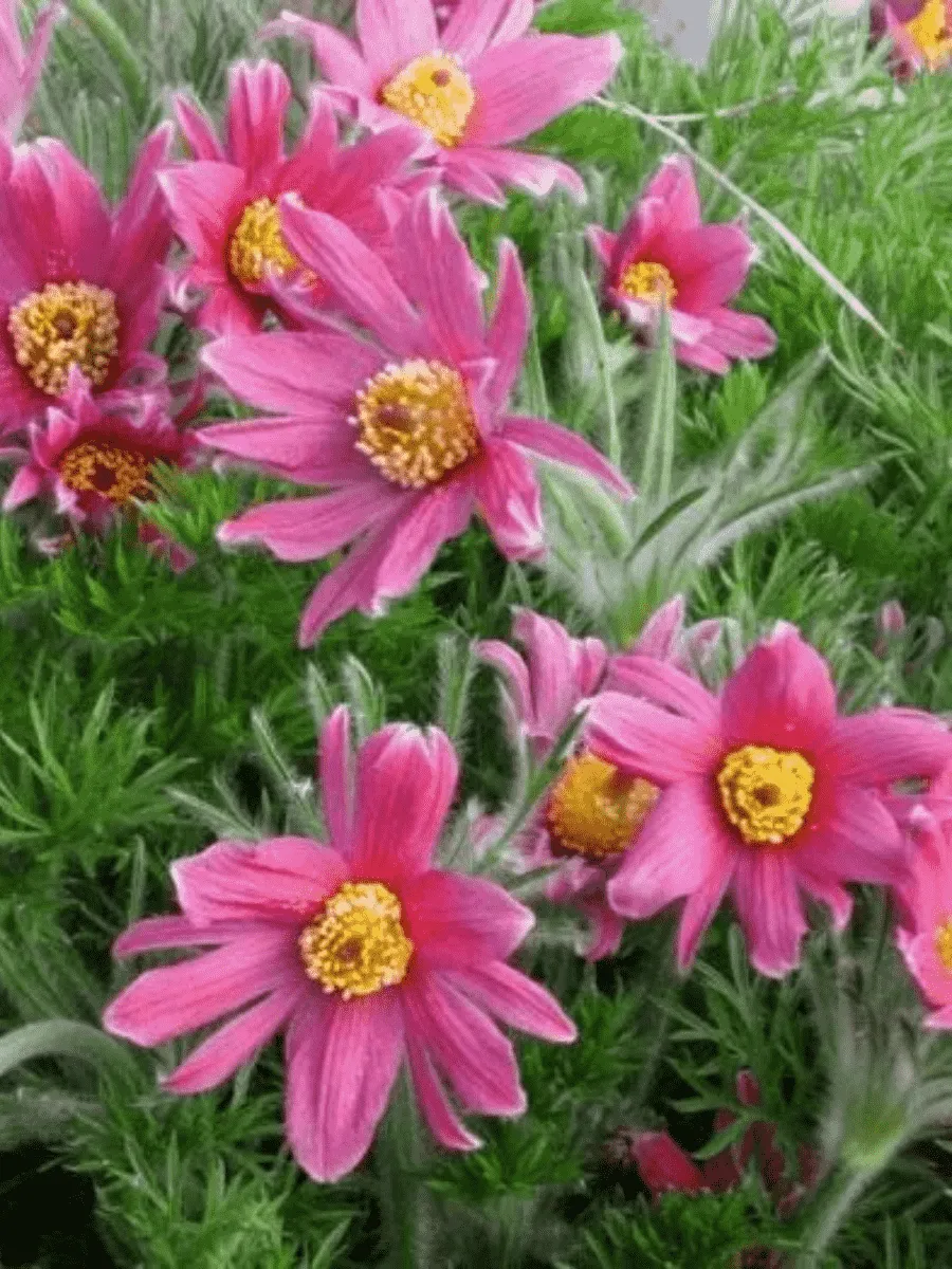 Прострел обыкновенный  Papageno