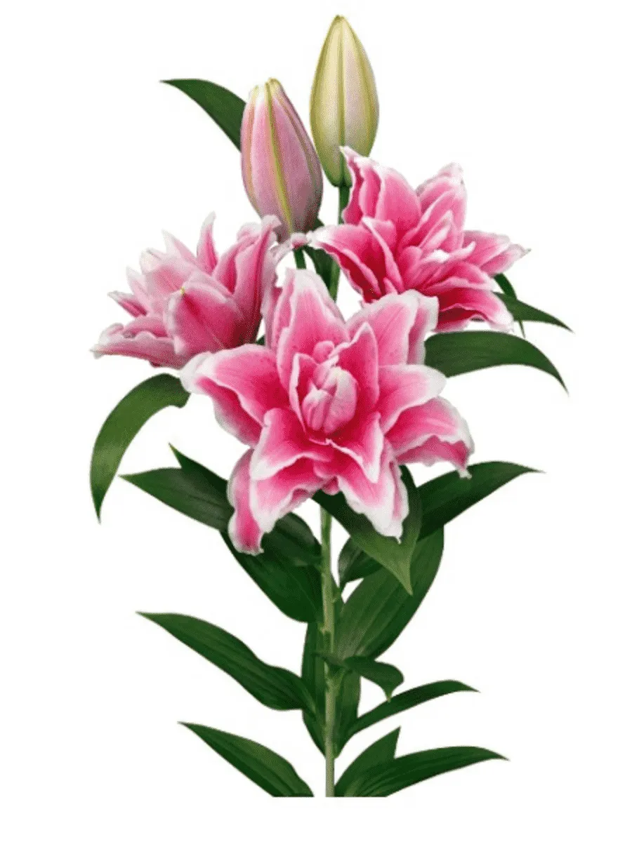 Лилия Roselily Bianca