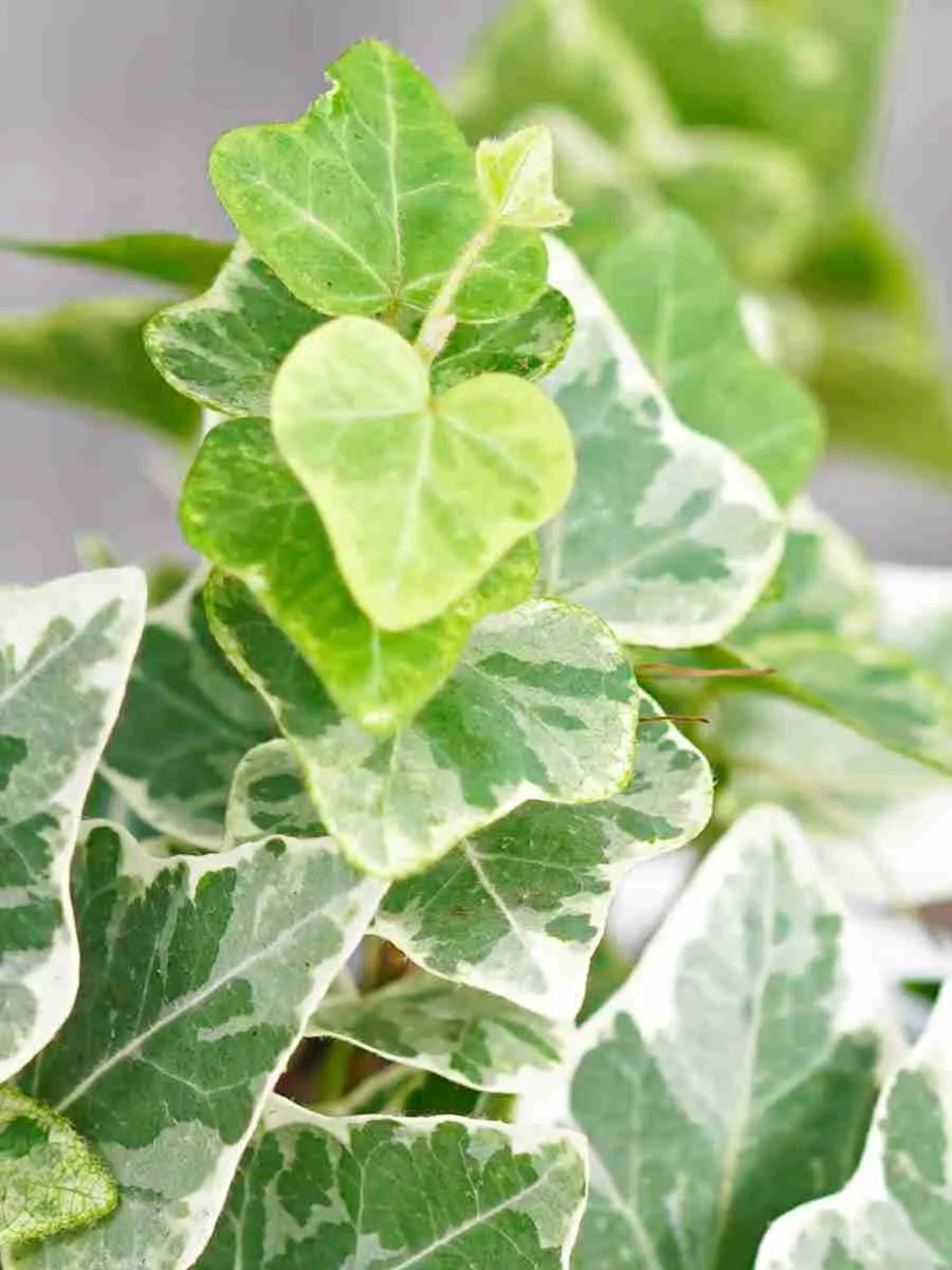 Плющ обыкновенный Mini White Wonder