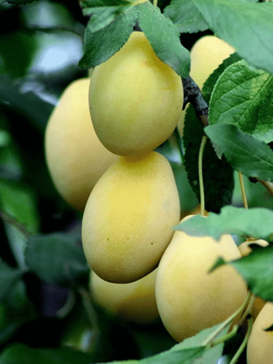 Слива домашняя Очаковская желтая