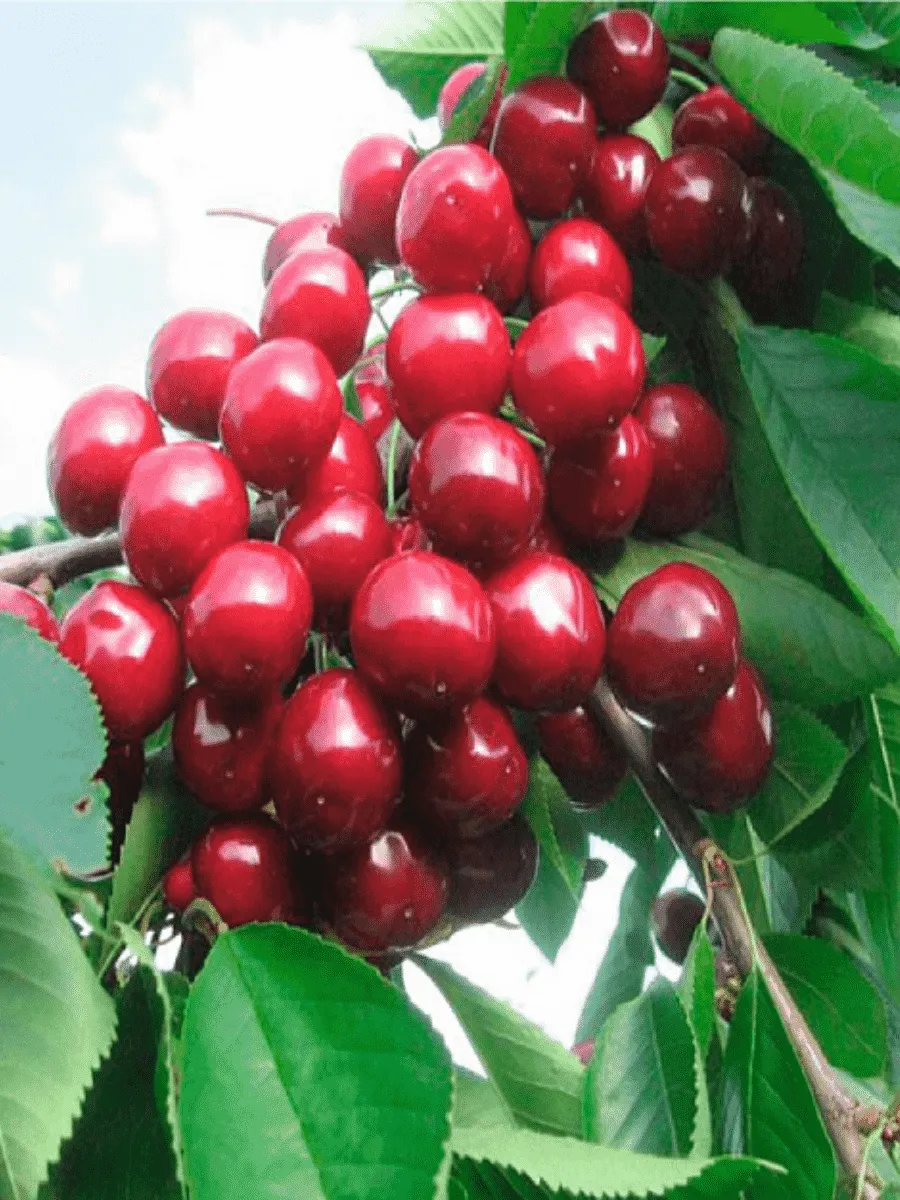 Черешня Ревна (3-летка)