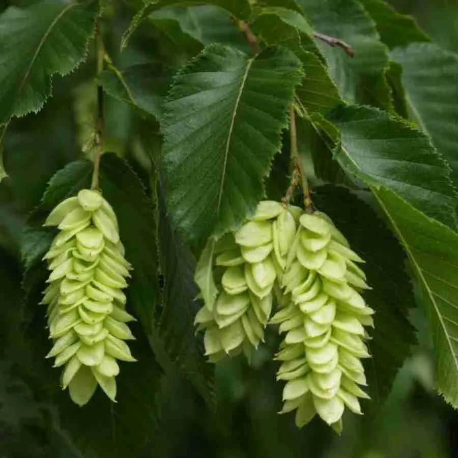 Граб обыкновенный