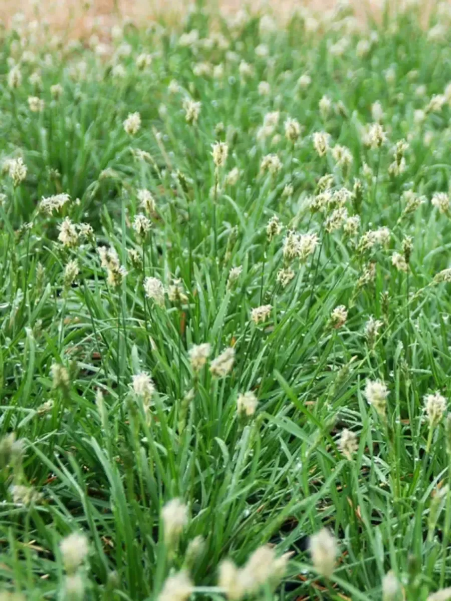 Сеслерия Greenlee Hybrid