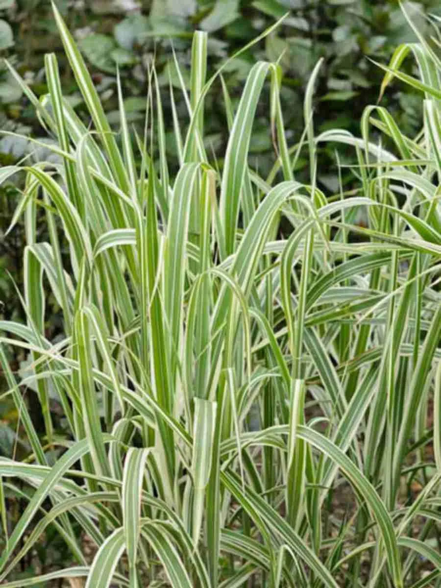 Мискантус китайский Cosmopolitan