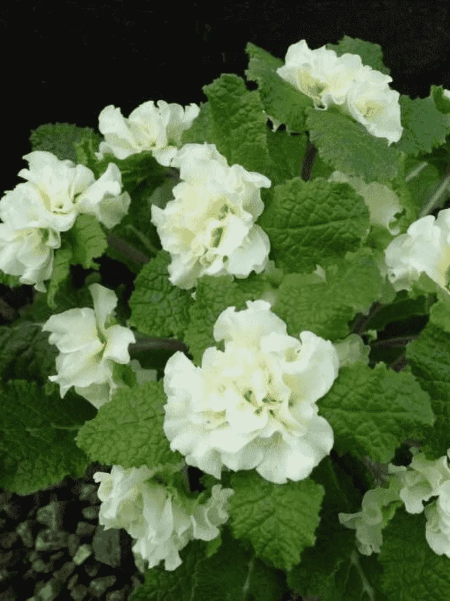 Примула обыкновенная  Dentelle