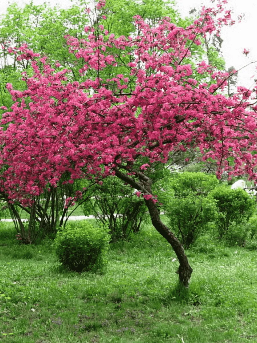 Яблоня Недзвецкого