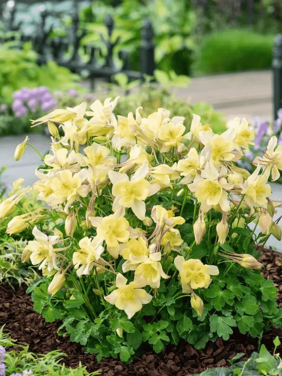 Аквилегия обыкновенная Early Bird Yellow