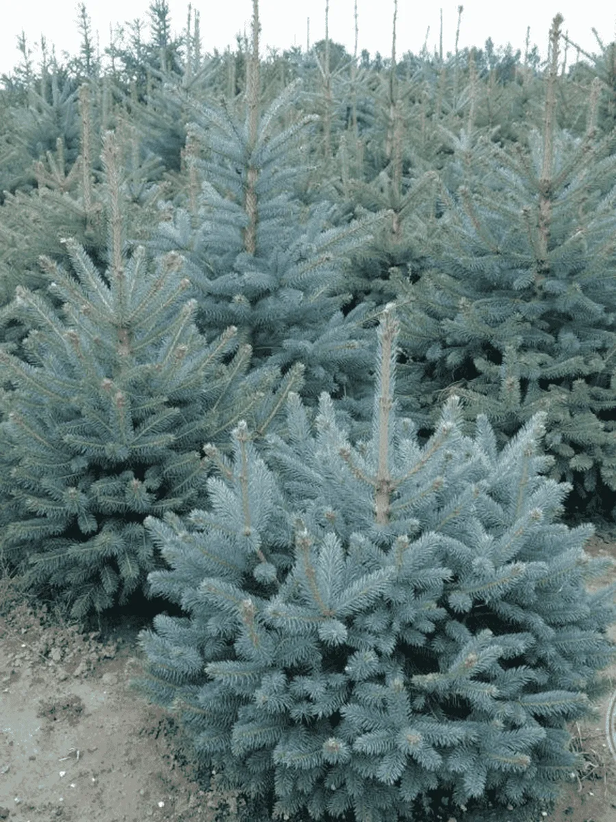 Ель колючая Kaibab