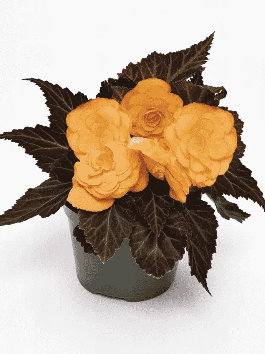 Бегония клубневая GO! Early Cherry Bronze Leaf