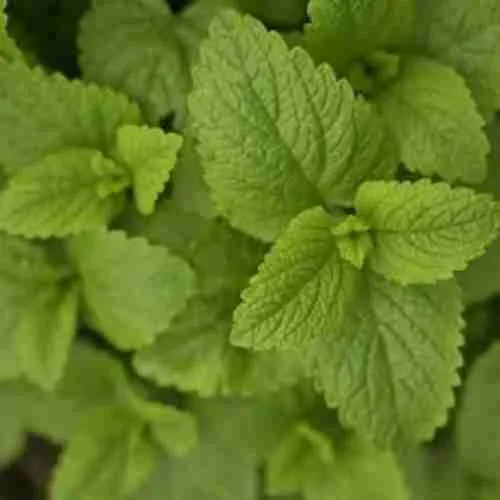 Мята перечная Garden mint