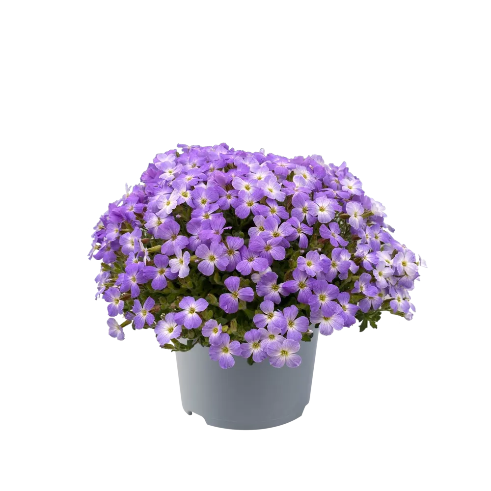 Аубриета Blue White Bicolour