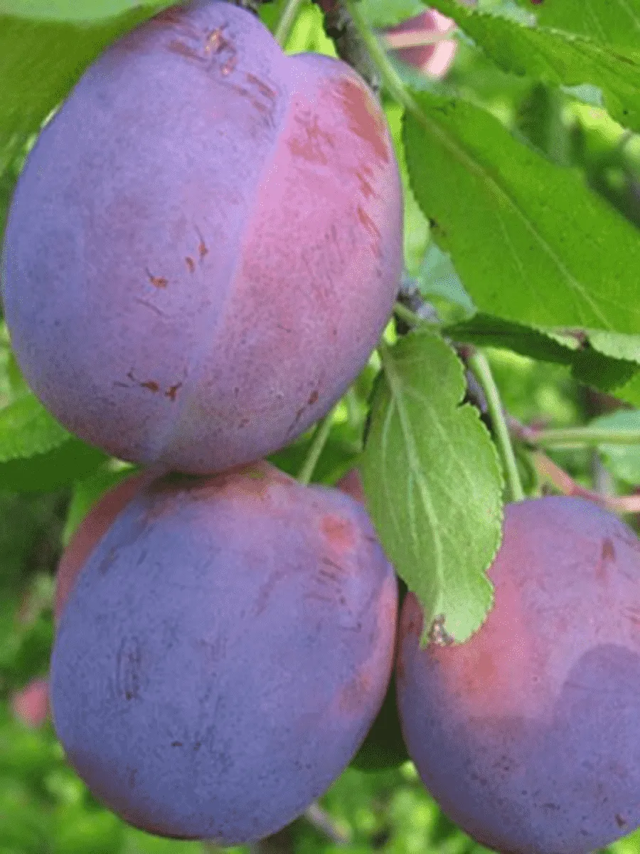 Слива домашняя Волжская Красавица