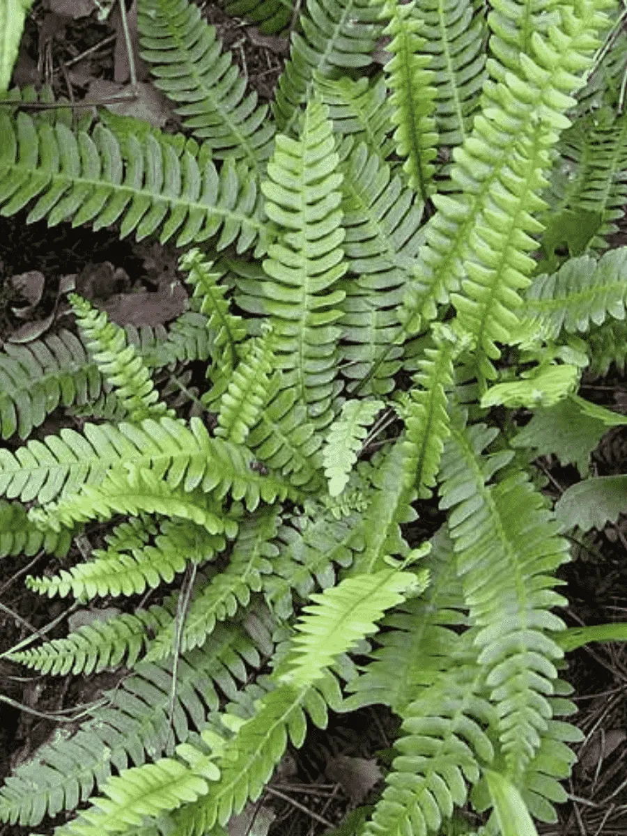 Дербянка колосистая