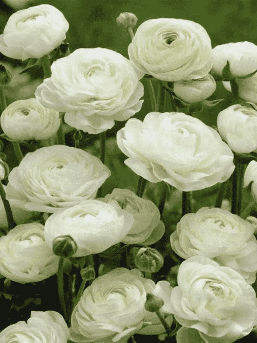 Лютик Азиатский  White