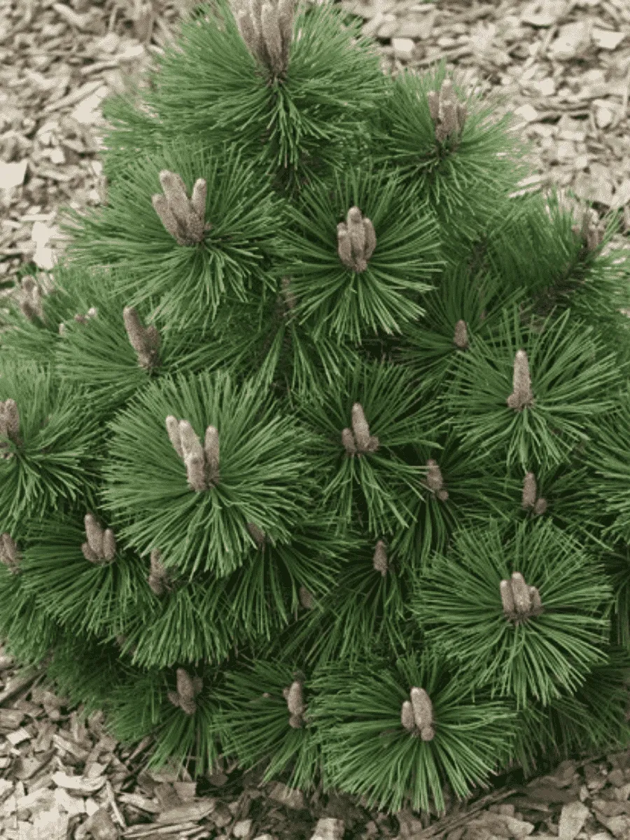 Сосна чёрная Helga