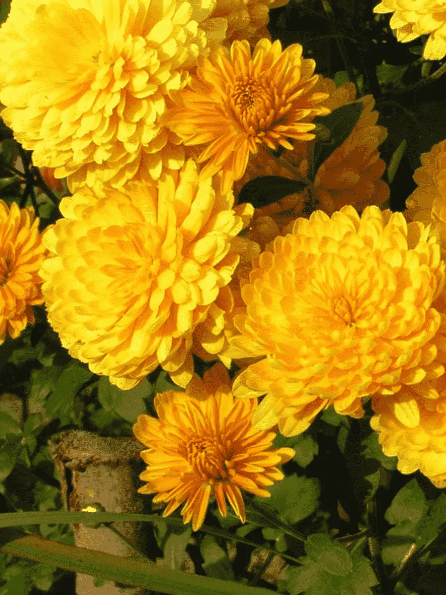 Хризантема корейская Корейская золотистая