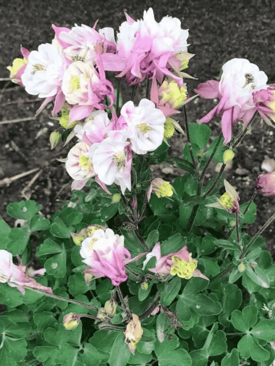 Аквилегия обыкновенная Winky Double Rose and White