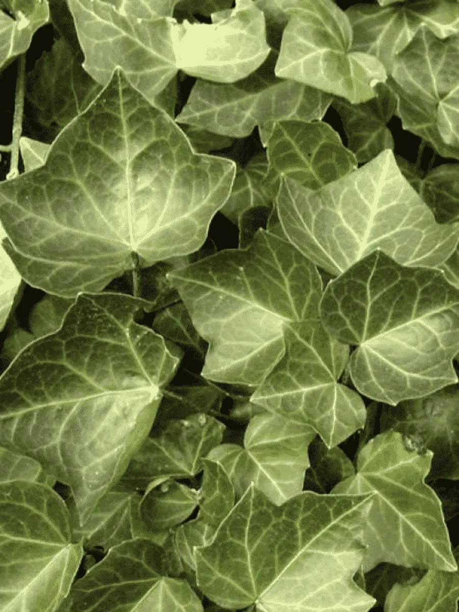 Плющ обыкновенный Woerner