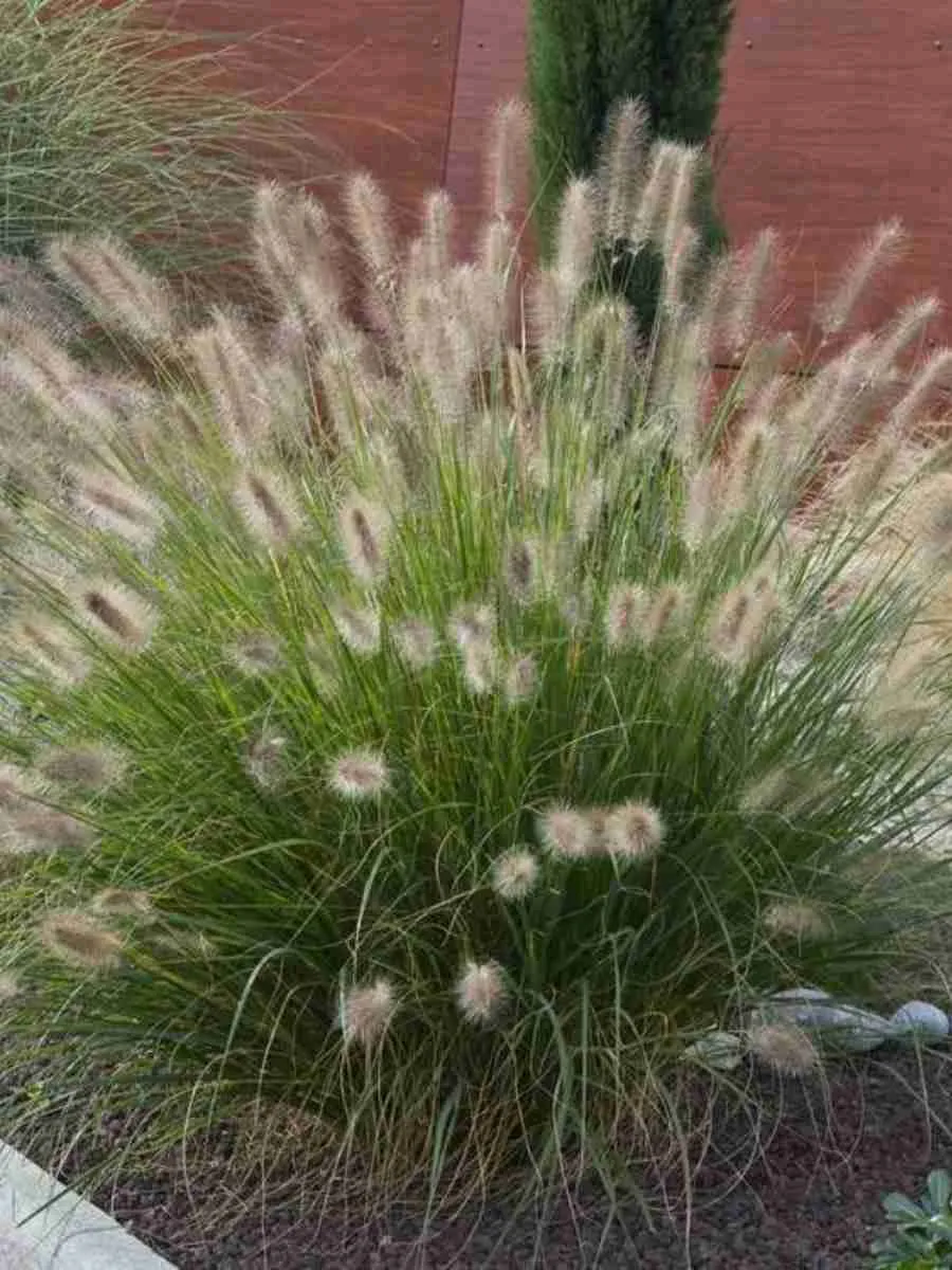 Пеннисетум лисохвостый Little bunny