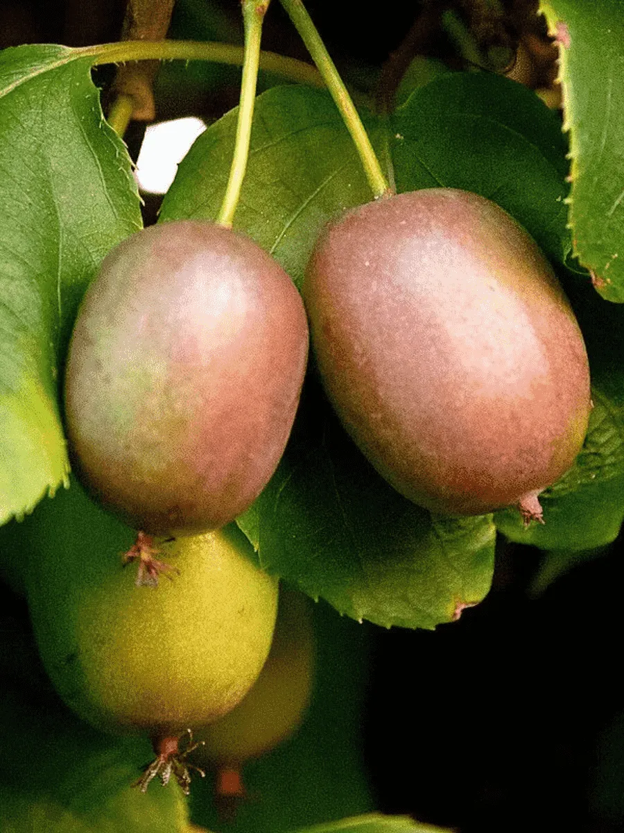 Актинидия Аргута Weiki