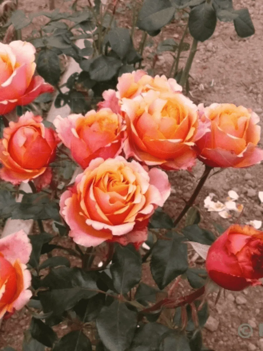 Роза штамбовая Cherry Brandy