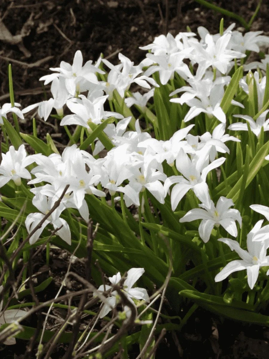 Хионодокса Alba