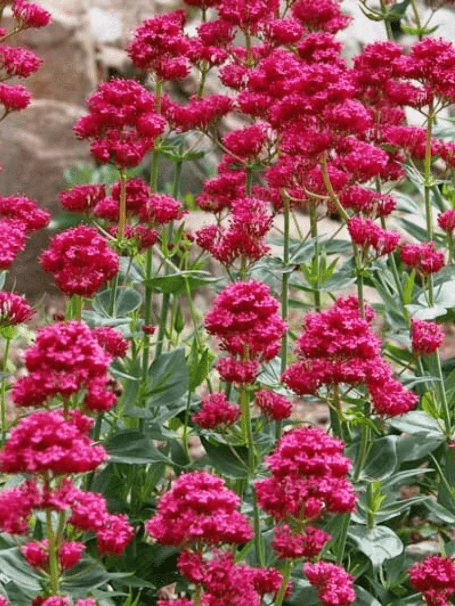 Кентрантус