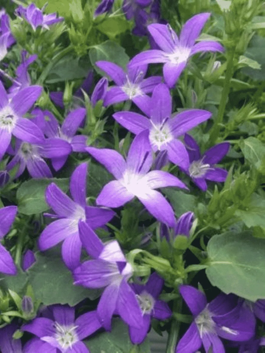 Колокольчик Пожарского Stella