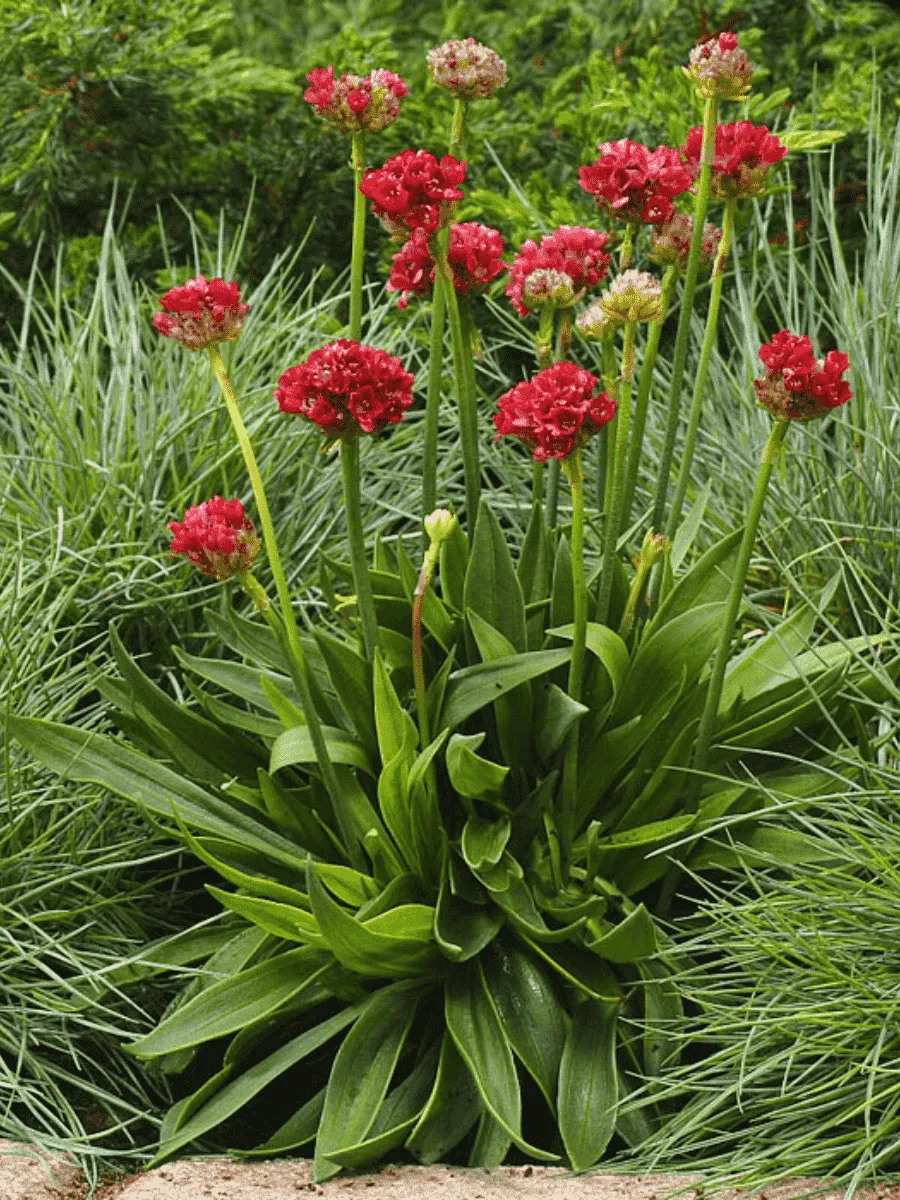 Армерия ложноармерия Ballerina Red