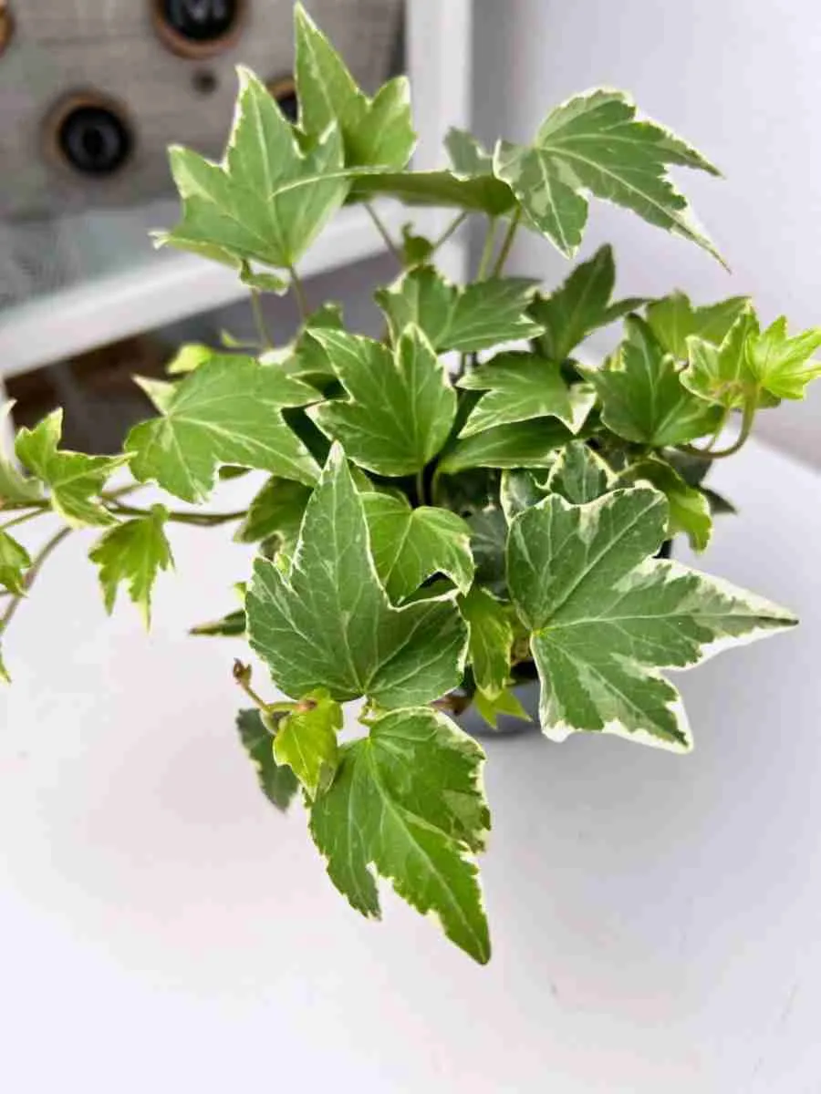 Плющ обыкновенный White Ripple