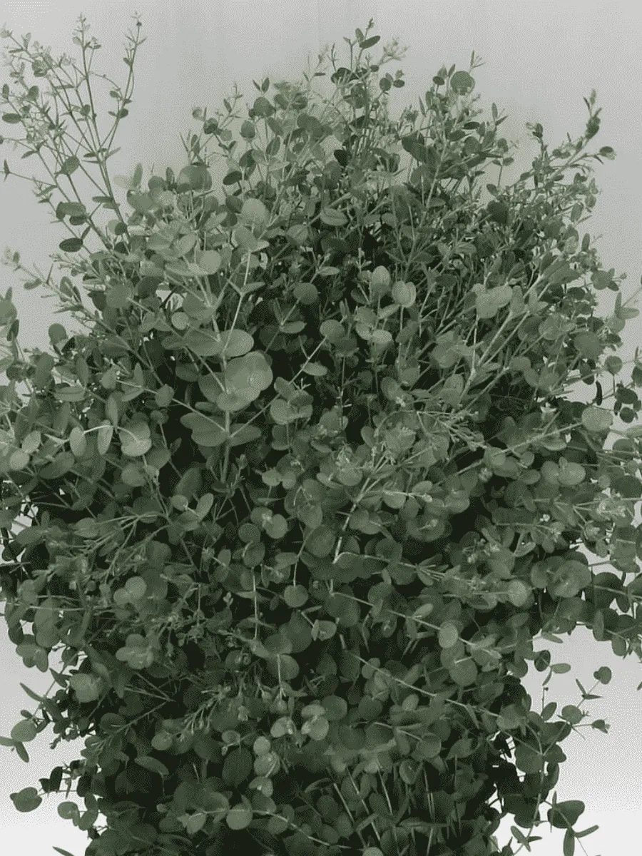 Эвкалипт Ганна Silver Tropfen