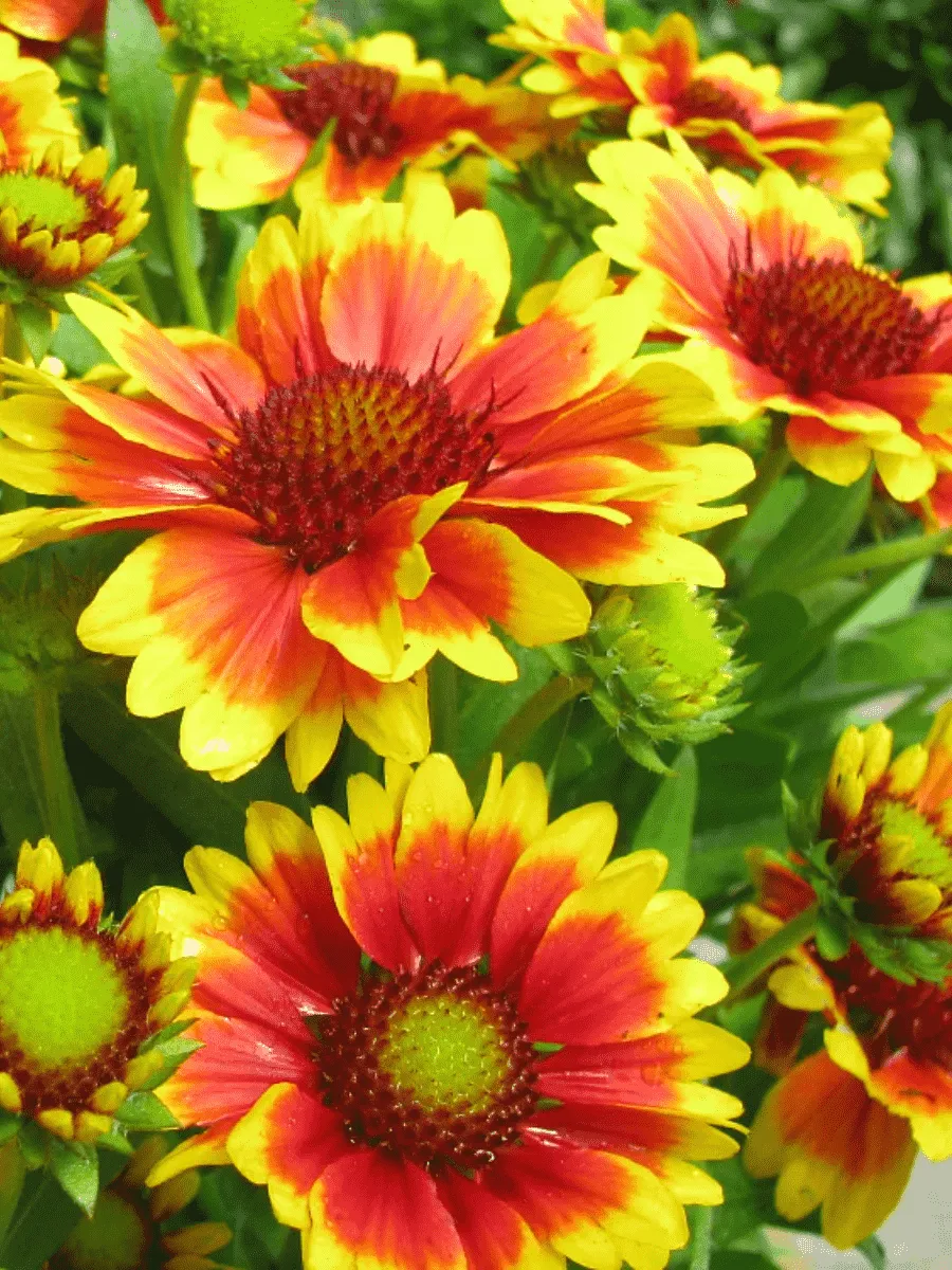 Гайлардия гибридная Kobold