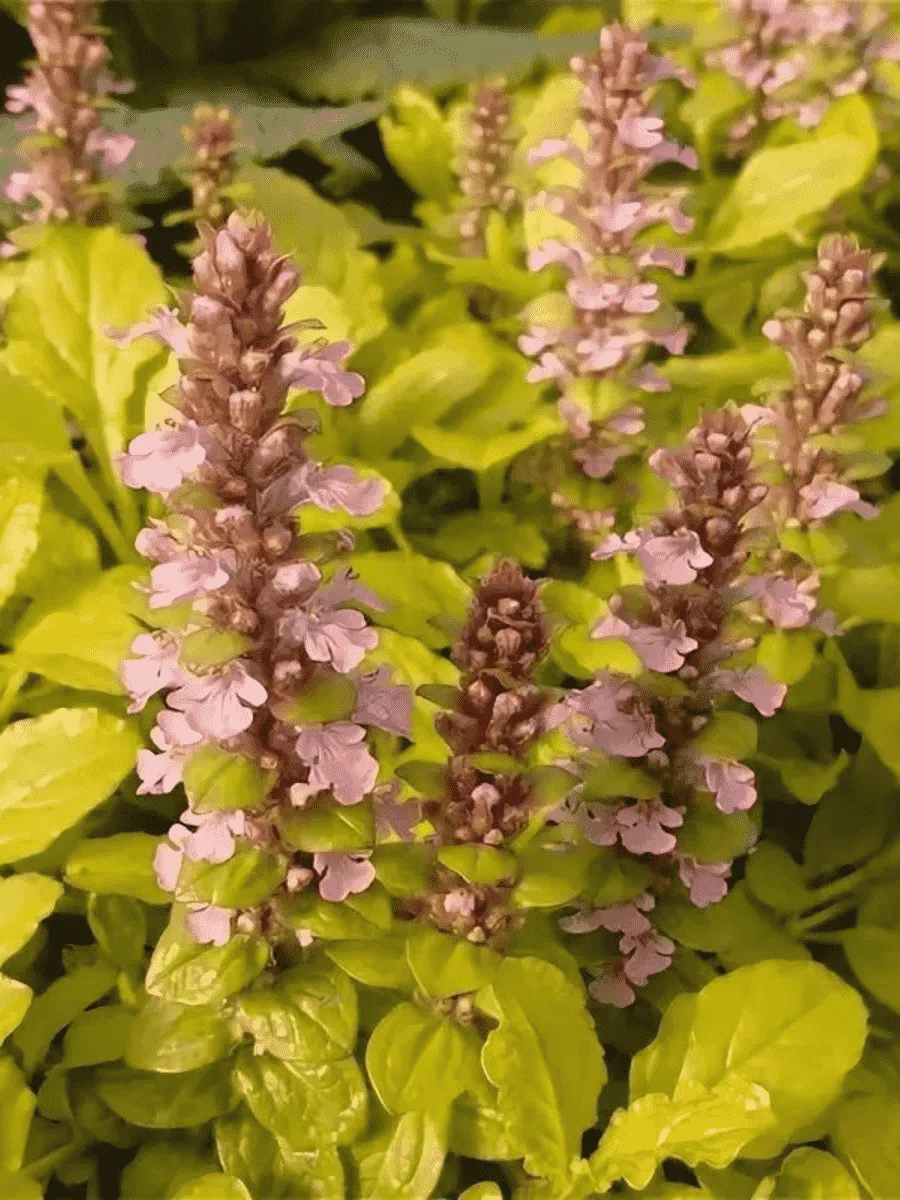 Живучка ползучая Gold Chang