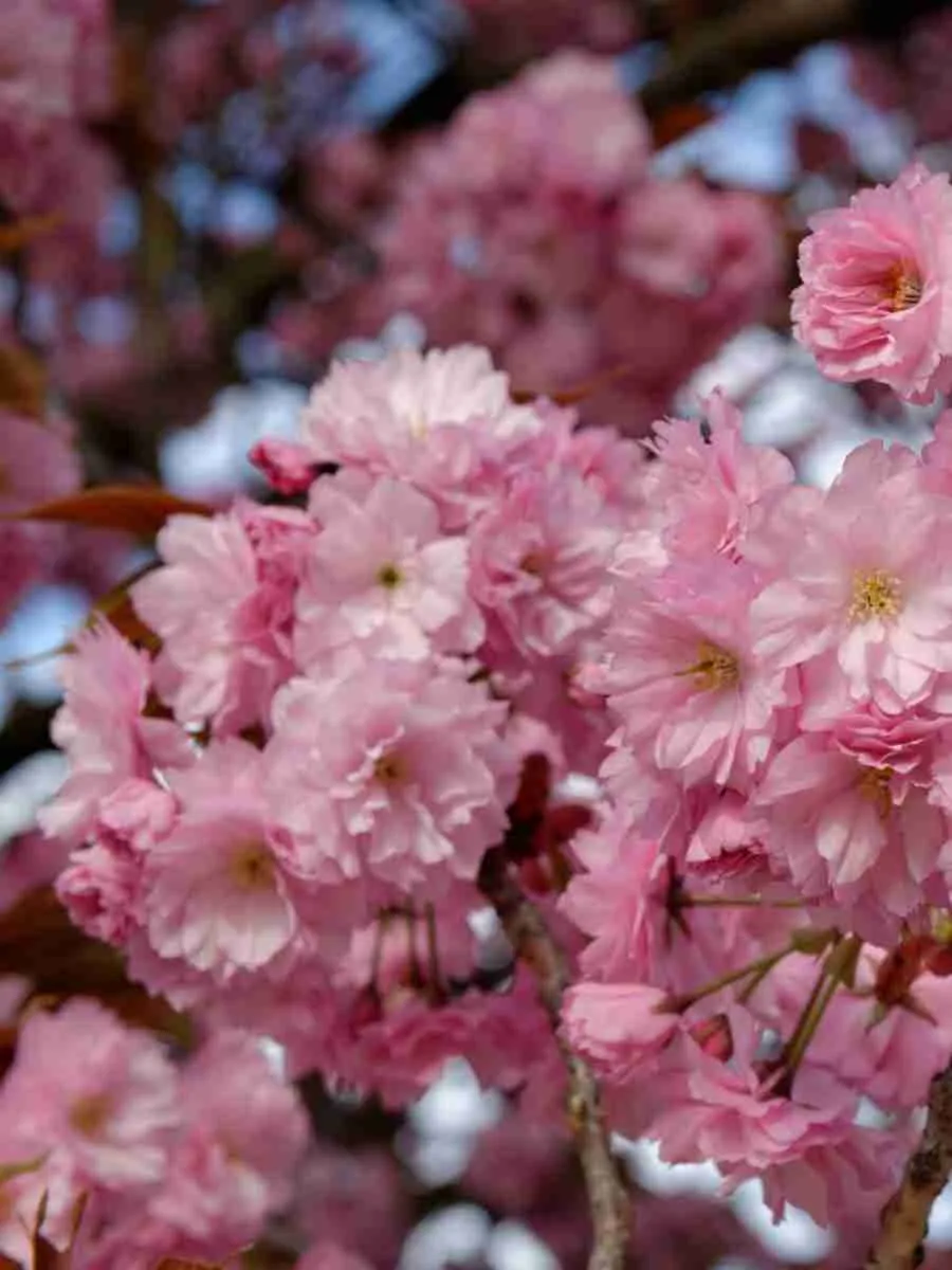 Вишня декоративная