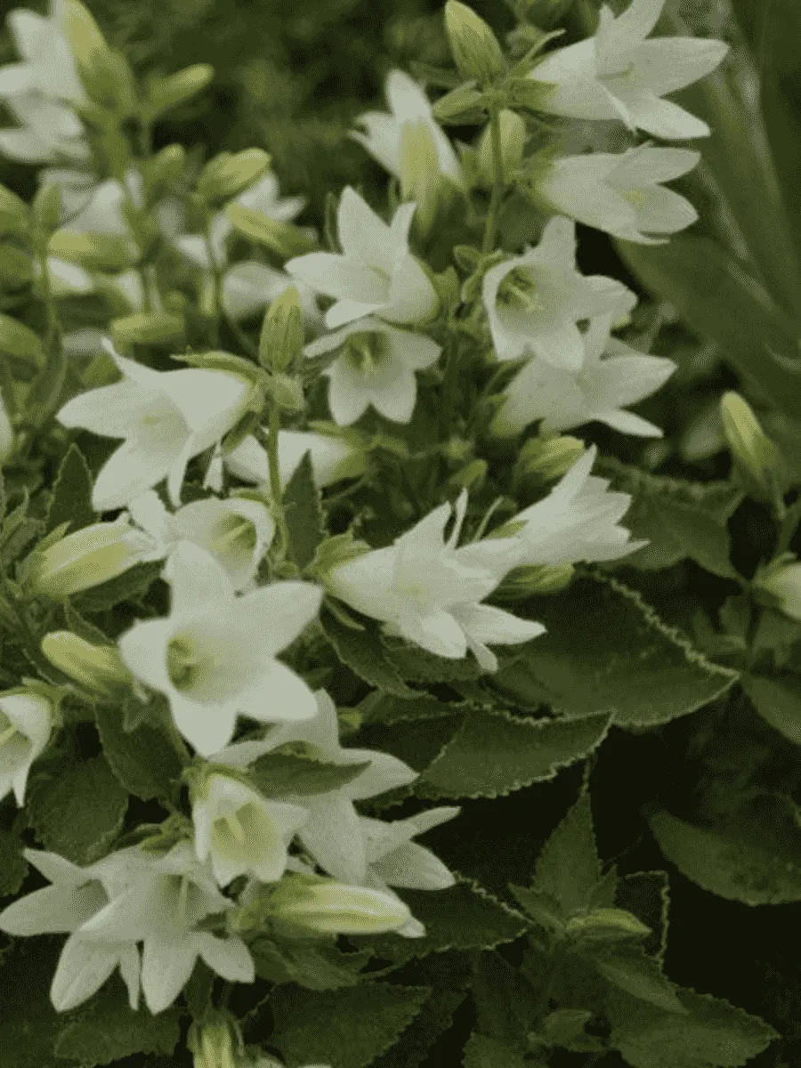 Колокольчик чесночницелистный Snow Dune