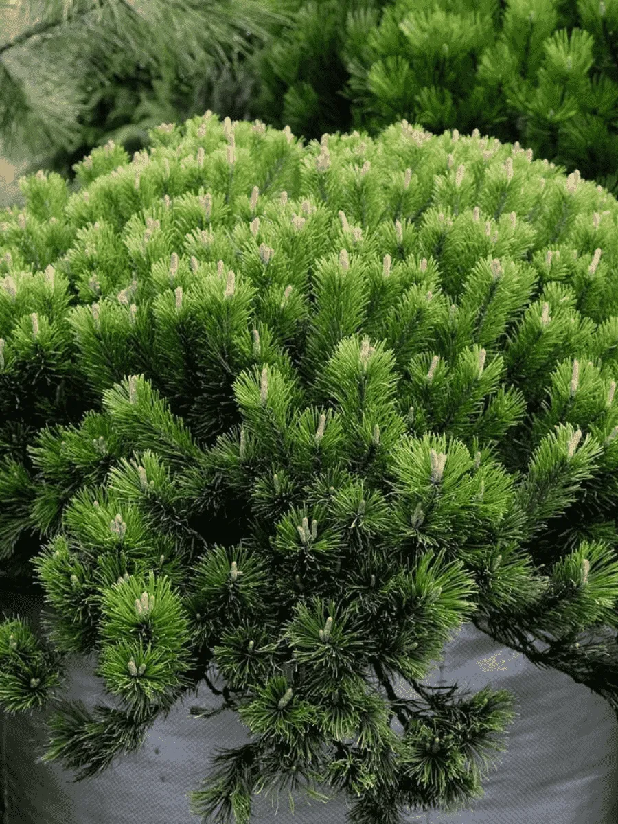 Сосна горная Pumilio