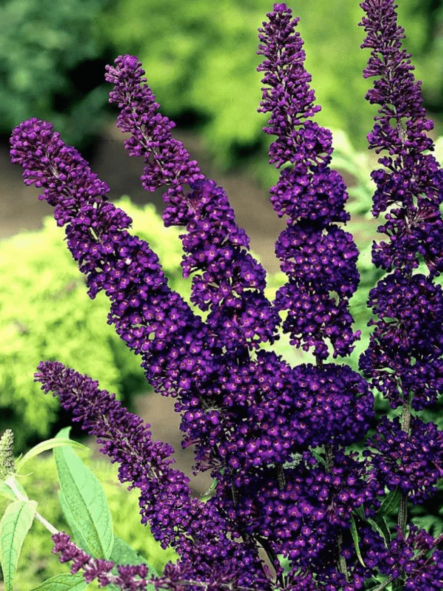 Буддлея давида Black Knight