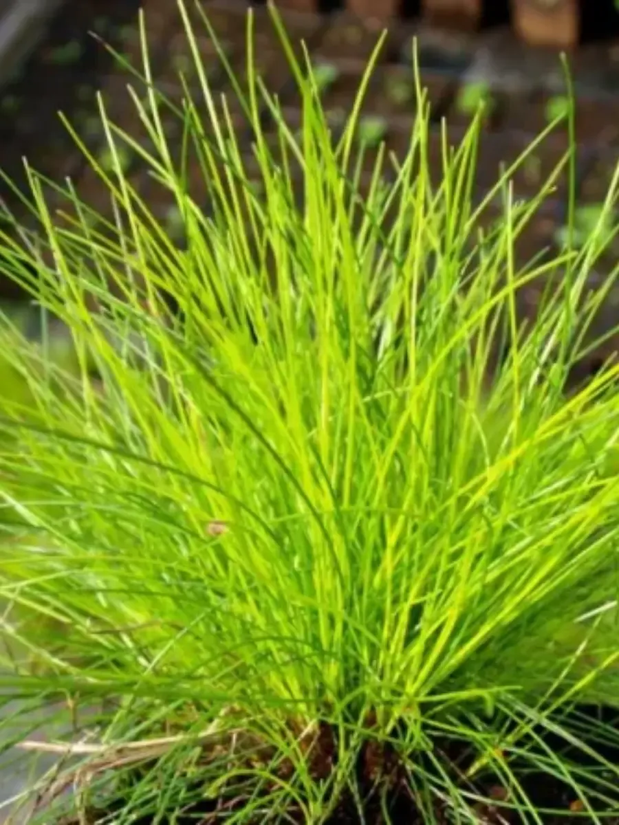 Овсяница сизая Golden Toupee