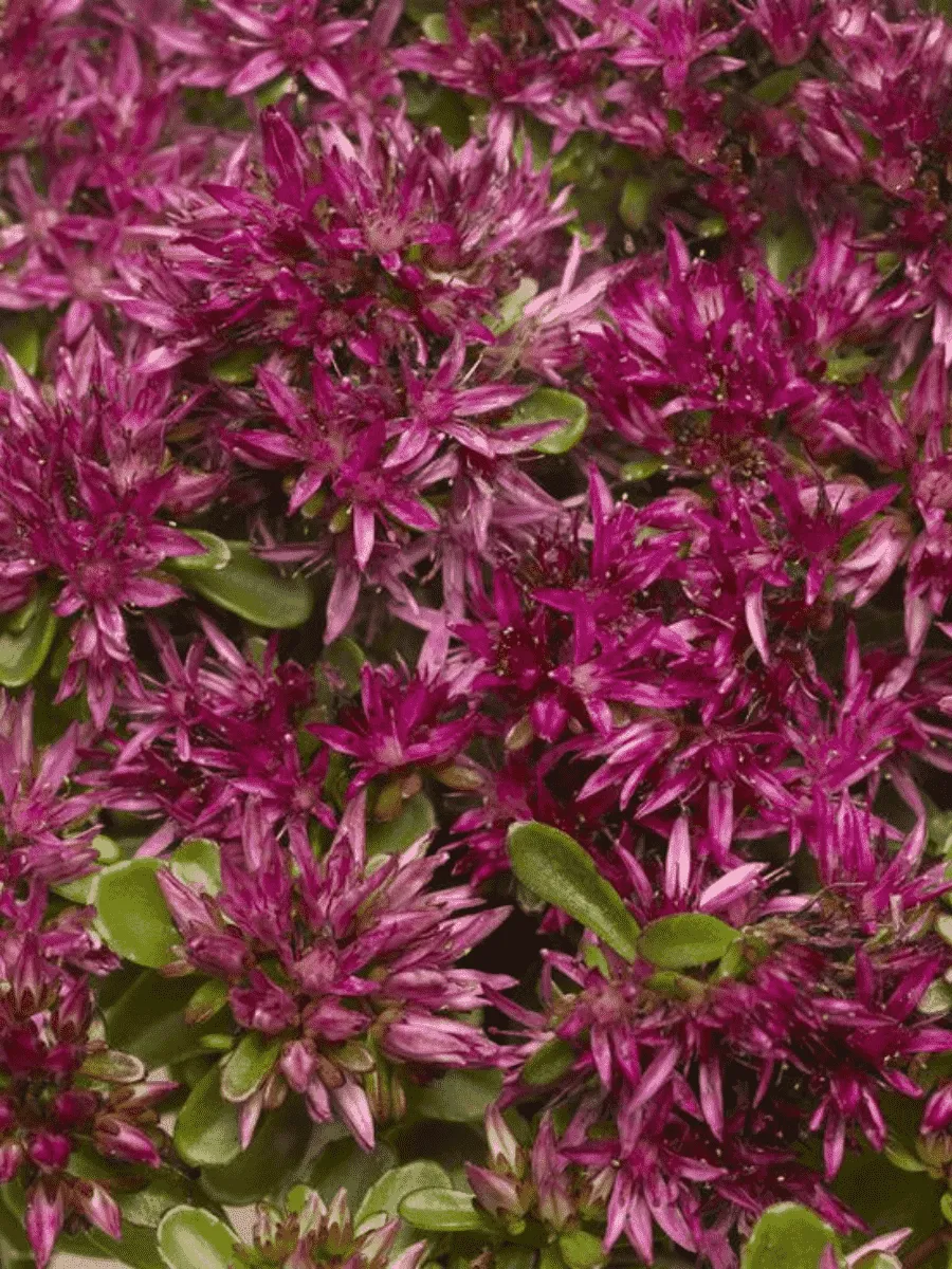 Очиток ложный Solarity