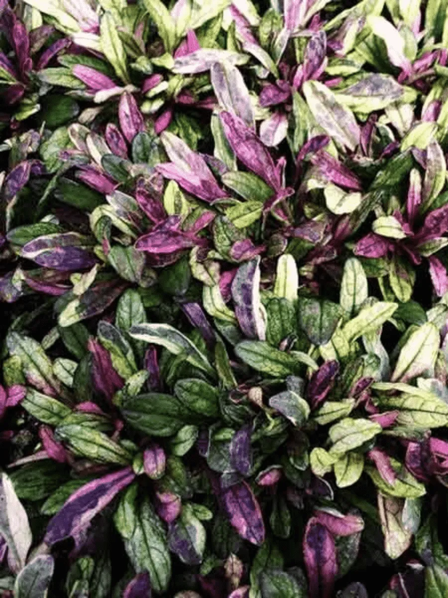 Живучка ползучая Dixie Chip