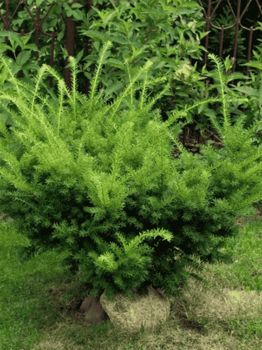 Тис средний Farmen