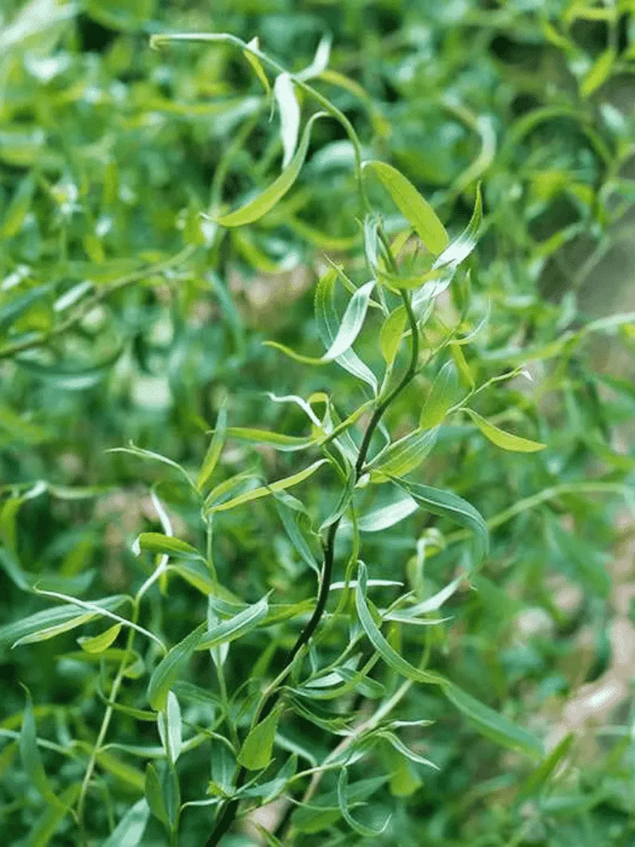 Ива белая Dart's Snake