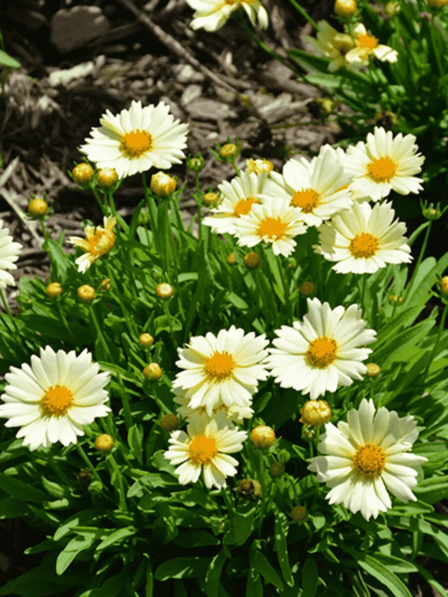 Кореопсис крупноцветковый UpTick Cream