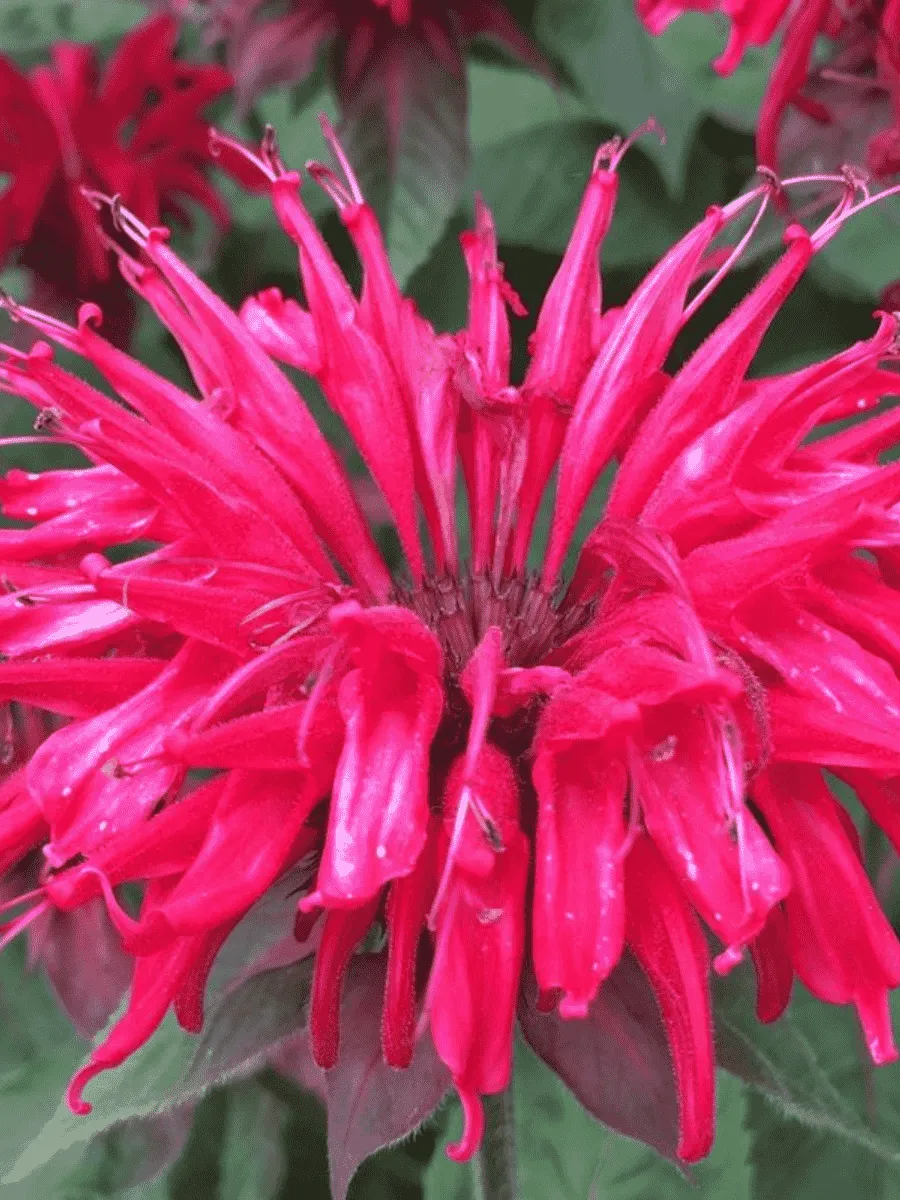 Монарда гибридная Mahogany