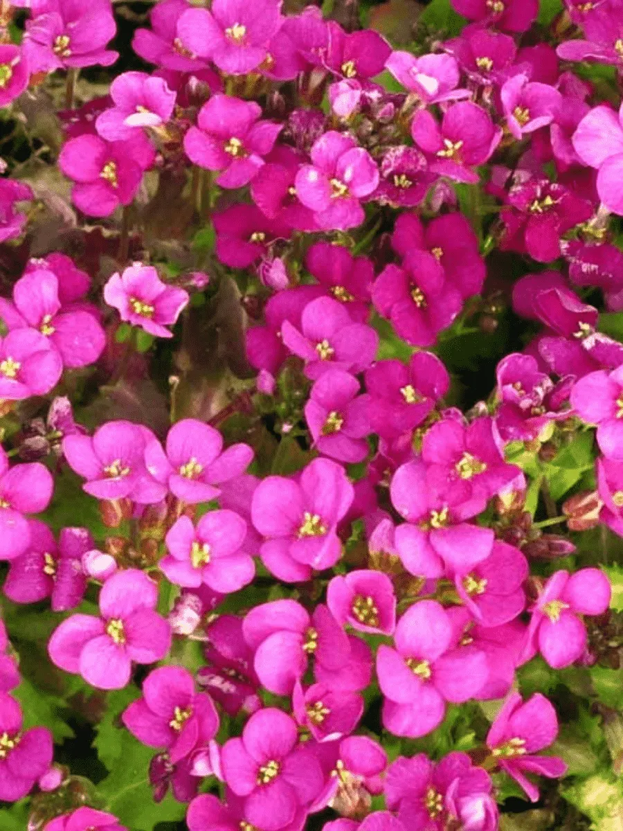 Арабис реснитчатый Frühlingszauber