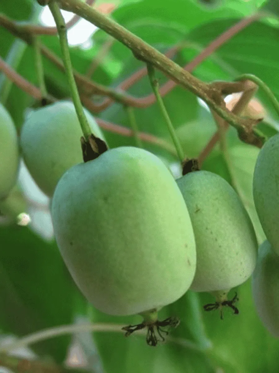 Актинидия коломикта Ленинградская крупноплодная