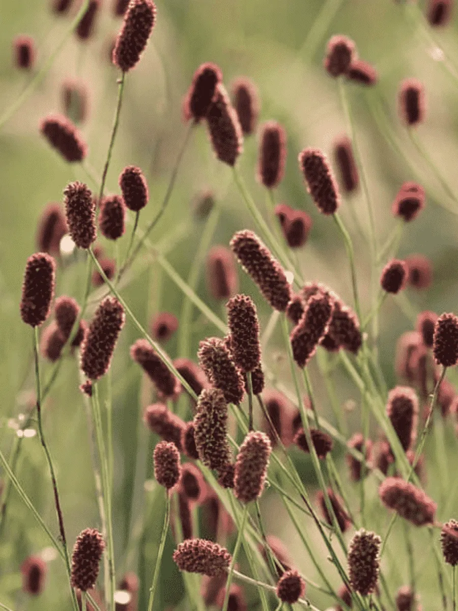 Кровохлебка